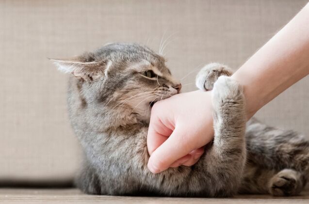 why is my cat suddenly acting aggressive, Photo credit Sozina Kseniia Shutterstock com