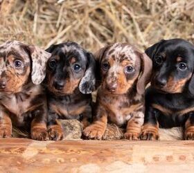 Amazing Wiener Dog Gives Birth to a Record Breaking Puppy Litter