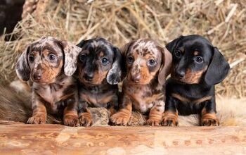 Amazing Wiener Dog Gives Birth to a Record Breaking Puppy Litter