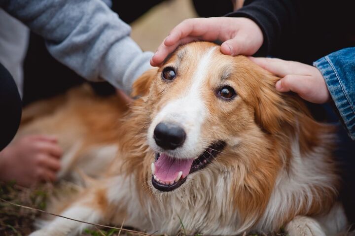 family dog alerts parents to a teens stroke and saves his life, Ksenia Raykova Shutterstock