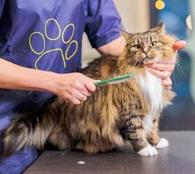 How To Keep Maine Coon Cats from Matting? (According to Vets) 
