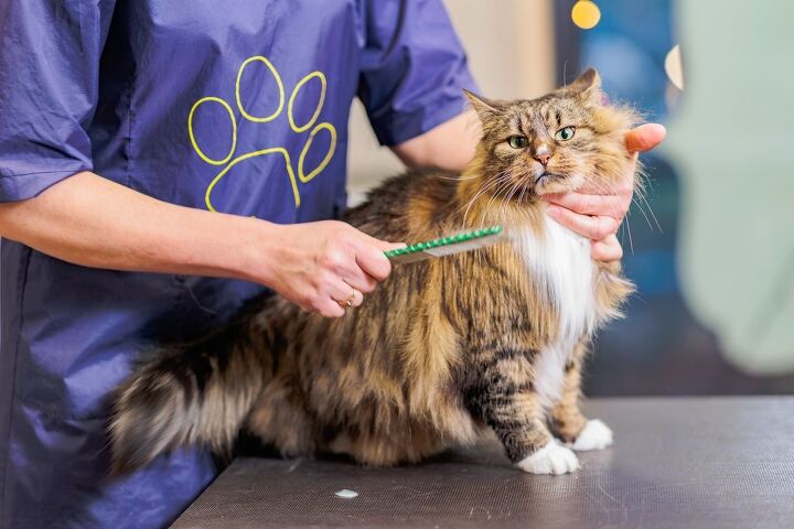 how do i fix my cat s matted fur, Photo credit Sherbak photo Shutterstock com