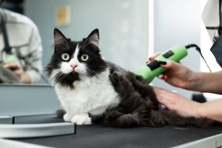 how do i fix my cat s matted fur, Photo credit Studio Peace Shutterstock com