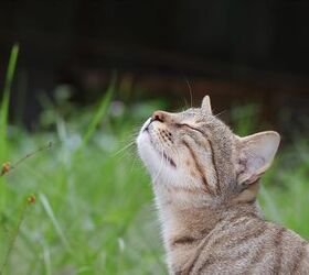 what is scent enrichment for cats, suraram kag Shutterstock