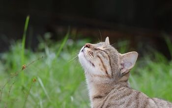 What Is Scent Enrichment for Cats?