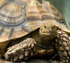 lost tortoise found after 3 years, Mark Kostich Shutterstock