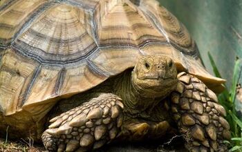 Lost Tortoise Found After 3 Years