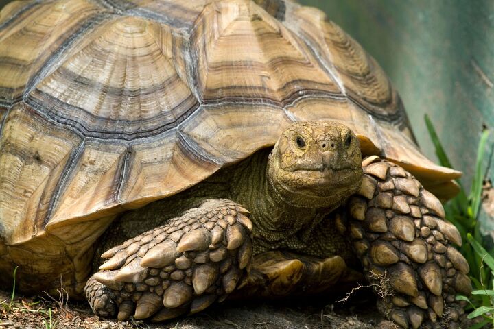 lost tortoise found after 3 years, Mark Kostich Shutterstock