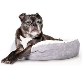 Study Reveals Older Dogs Who Sleep Badly May Have Dementia