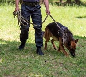 dogs trained to detect ancient remains expedite search for graves, Photo Credit Artsiom P Shutterstock com