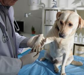 study finds differences in pain sensitivity between dog breeds, Dragon Images Shutterstock