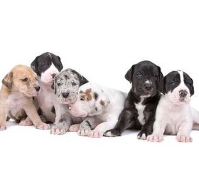great dane sets the largest litter record at north carolina rescue, Erik Lam Shutterstock