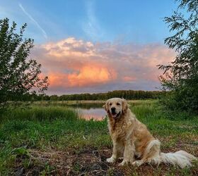golden retriever survives 65 days alone in the alaskan wilderness, Iryna Trehubenko Shutterstock