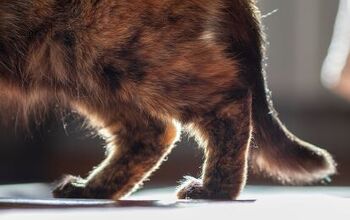 What to Know About Osteoarthritis in Cats
