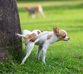 how often do dogs need to go out to pee, Sukpaiboonwat Shutterstock