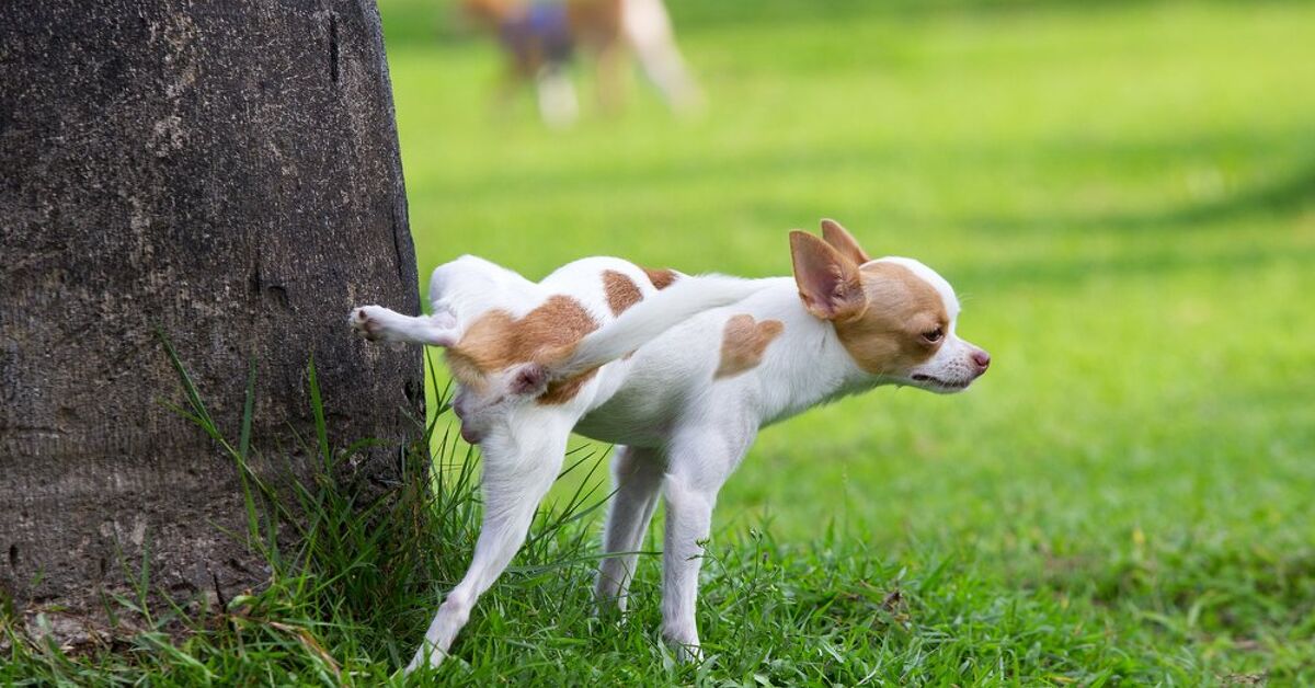 How Often Do Dogs Need To Go Out To Pee PetGuide how-often-do-dogs-need-to-go-out-to-pee-petguide