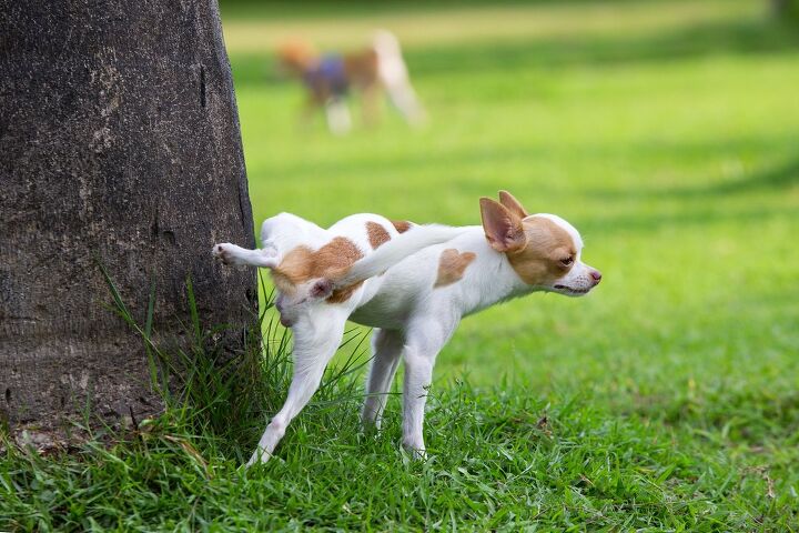 how often do dogs need to go out to pee, Sukpaiboonwat Shutterstock