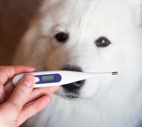 how can i tell if my dog has a fever, Olga Anikina Shutterstock