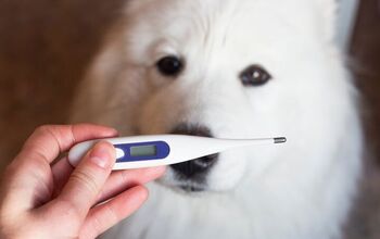 How Can I Tell If My Dog Has a Fever?