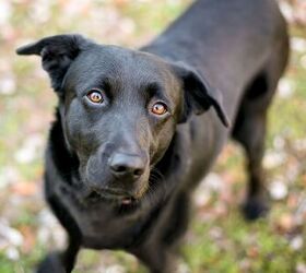 dog finds a forever home after spending 1 007 days at delaware shelter, Mary Swift Shutterstock
