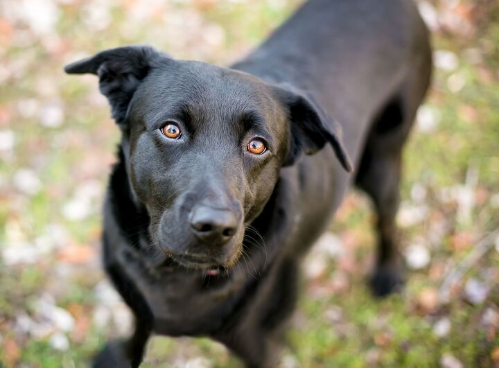 dog finds a forever home after spending 1 007 days at delaware shelter, Mary Swift Shutterstock