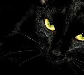 What's the Deal With Black Cats and Hallowe'en?