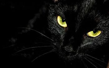 What's the Deal With Black Cats and Hallowe'en?