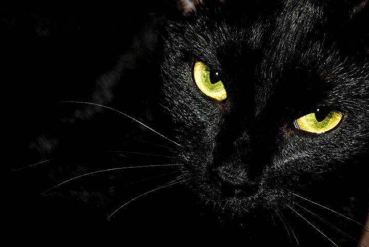 what s the deal with black cats and hallowe en, Photo Credit Gonzalo Aragon Shutterstock com