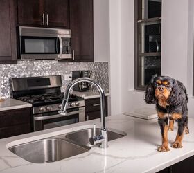 how to get your dog to stop counter surfing, Page Light Studios Shutterstock