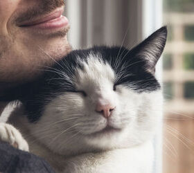 New Study Reveals More About How Cats Purr