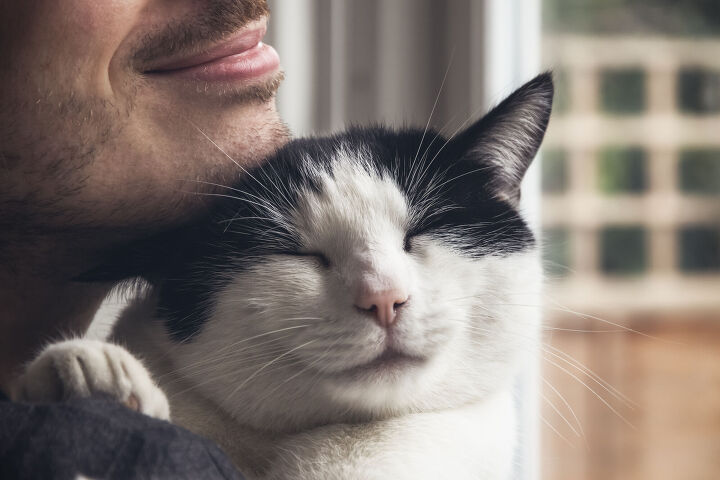 new study reveals more about how cats purr, I Wei Huang Shutterstock
