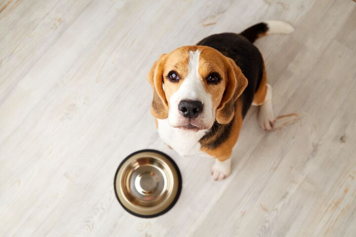 organizations donate free food to help owners keep pets, Photo Credit Viktorya Telminova Shutterstock com