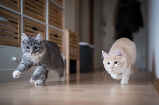 how much exercise does my cat need, Photo credit Nils Jacobi Shutterstock com