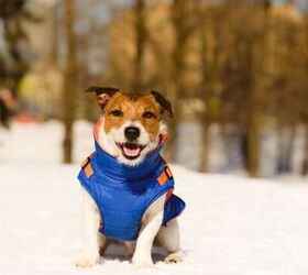 Does My Dog Need to Wear a Winter Coat?