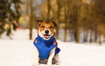 Should My Dog Wear a Winter Coat?