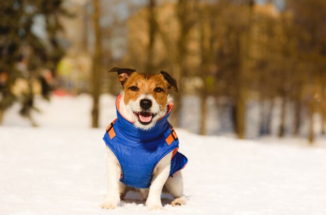 should my dog wear a winter coat, Photo credit alexei tm Shutterstock com