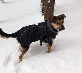 Does My Dog Need to Wear a Winter Coat?