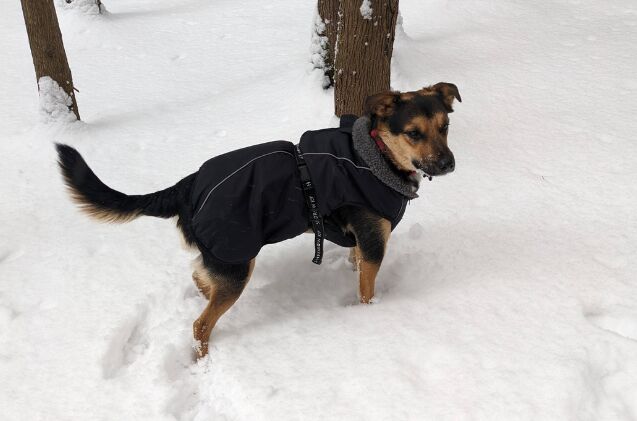 should my dog wear a winter coat, Lucifer wearing his Shedrow K9 winter coat during a cold Canadian winter