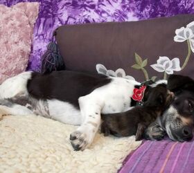 jack russell terrier adopts and nurses six abandoned kittens, Steve Mann Shutterstock