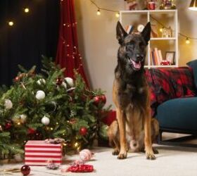 pet safety tips for the holiday season, ElevenStudio Shutterstock