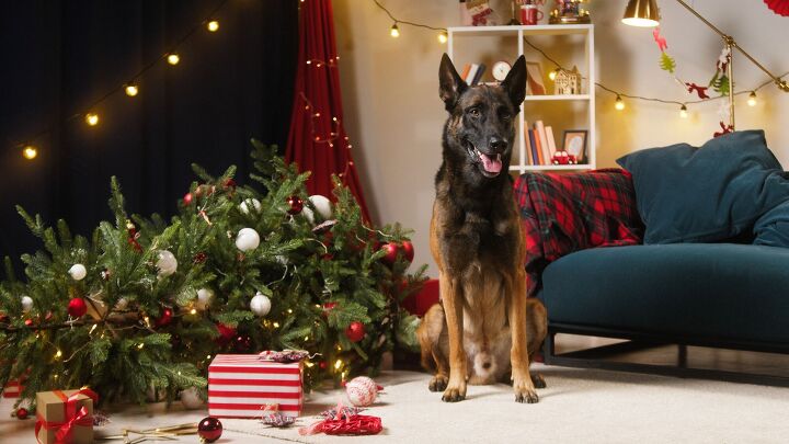 pet safety tips for the holiday season, ElevenStudio Shutterstock