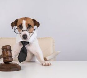 florida courts ready to add some teeth to their animal abuse cases, Photo Credit Reshetnikov art Shutterstock com