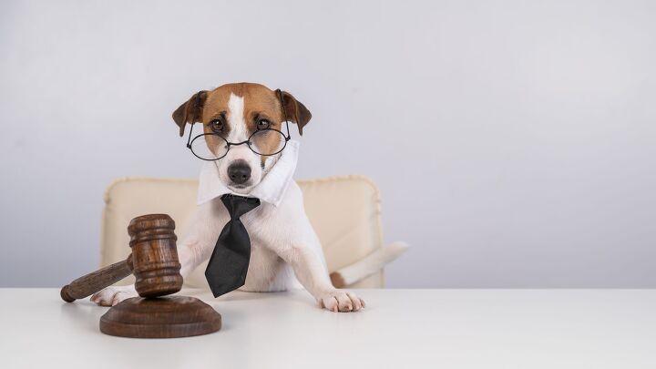florida courts ready to add some teeth to their animal abuse cases, Photo Credit Reshetnikov art Shutterstock com