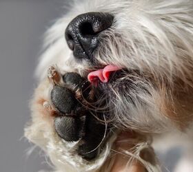 why is my dog licking and chewing his paws, Julia Serdiuk Shutterstock