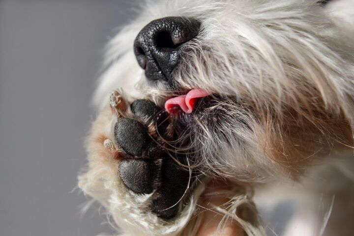 why is my dog licking and chewing his paws, Julia Serdiuk Shutterstock