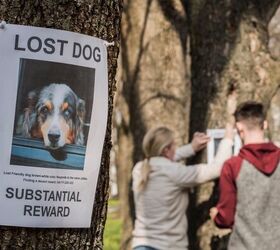 this app helps lost pets find a way back home already saving 8 000, StockMediaSeller Shutterstock