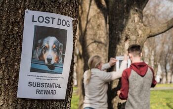 This App Helps Lost Pets Find a Way Back Home – Already Saving 8,000