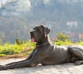 meet maverick the winner of the 2023 american humane hero dog award, belu gheorghe Shutterstock