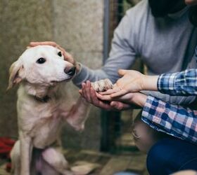 a dog is adopted after 7 years in shelter after an emotional discovery, hedgehog94 Shutterstock