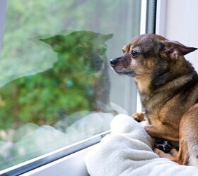 How Do I Manage My Dog's Separation Anxiety When I'm At Work?